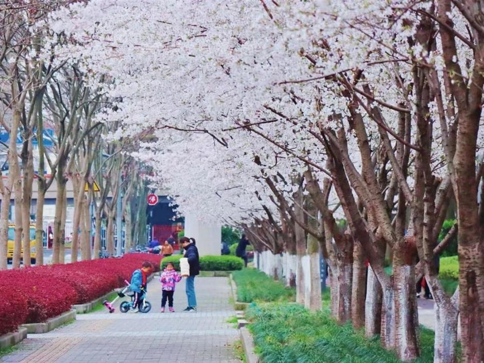 从樱花粉美到落叶黄!徐汇人家门口的中环绿廊,还在持续