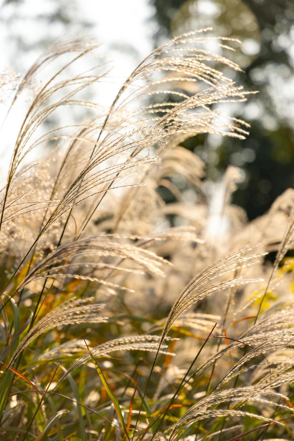 景美人少还免费,这个公园的秋色正绚烂