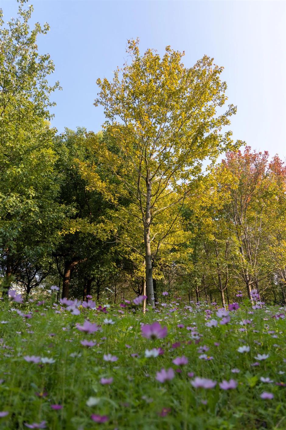 景美人少还免费,这个公园的秋色正绚烂