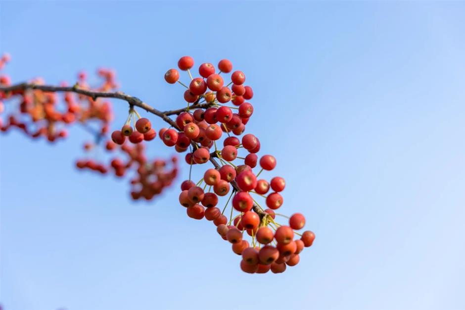 景美人少还免费,这个公园的秋色正绚烂