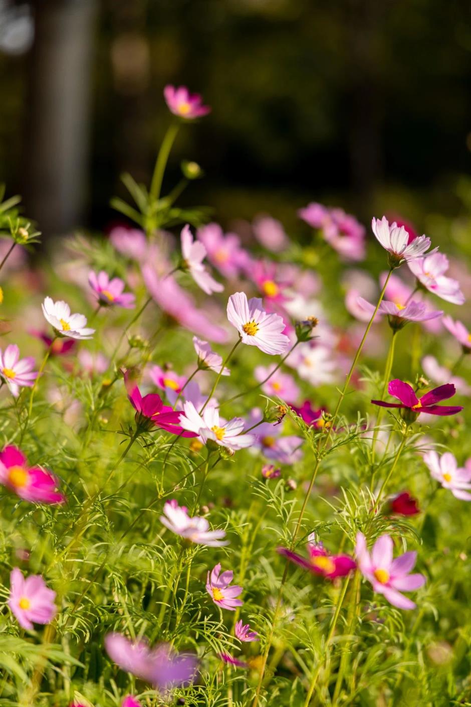 景美人少还免费,这个公园的秋色正绚烂