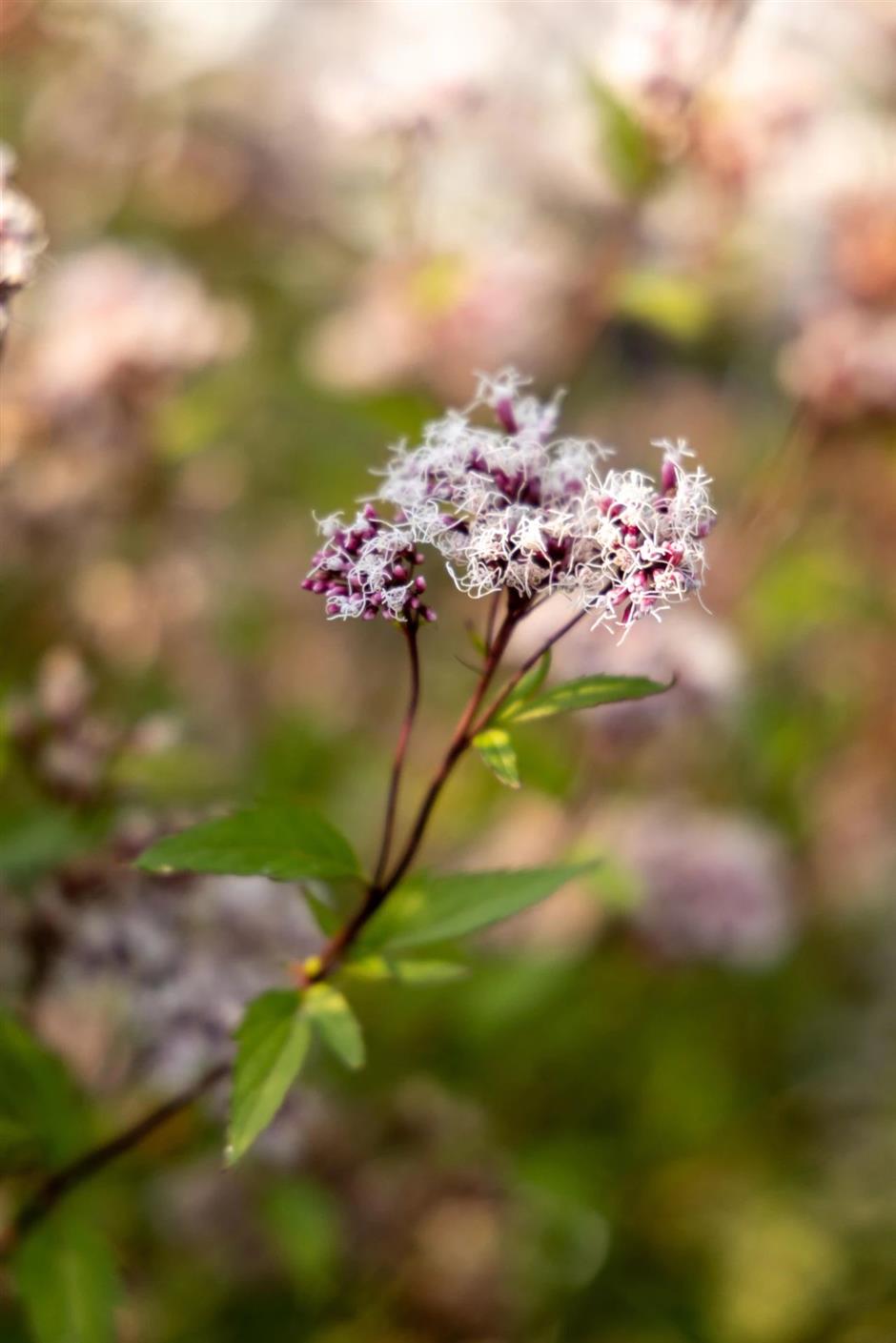 景美人少还免费,这个公园的秋色正绚烂