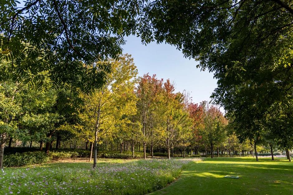 景美人少还免费,这个公园的秋色正绚烂