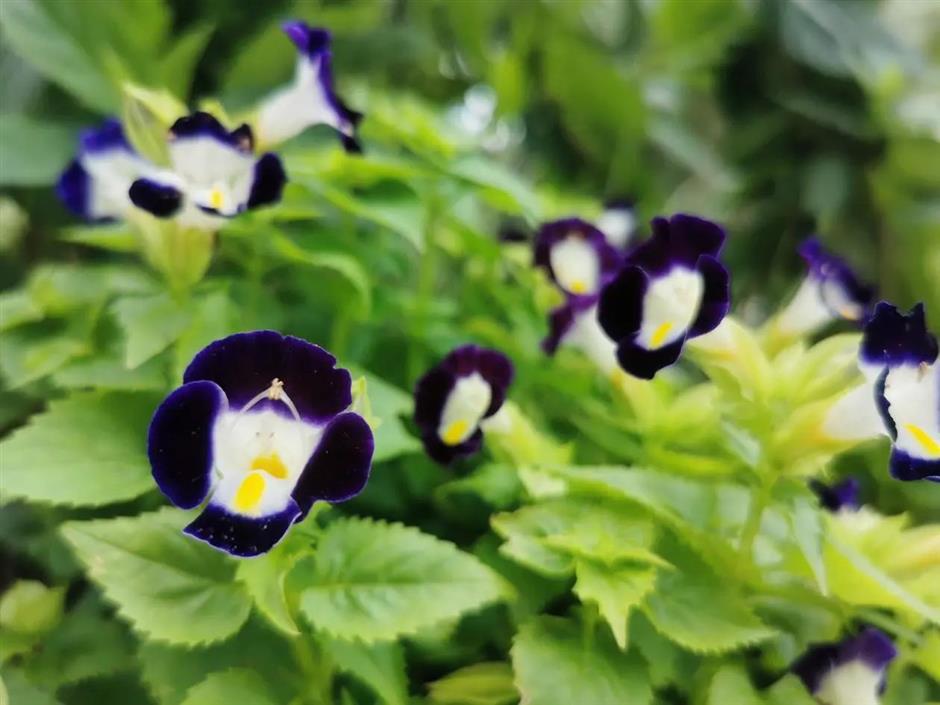 游逛法南的小梦想,来这座口袋公园分分钟就能实现!丨家门口的好去处