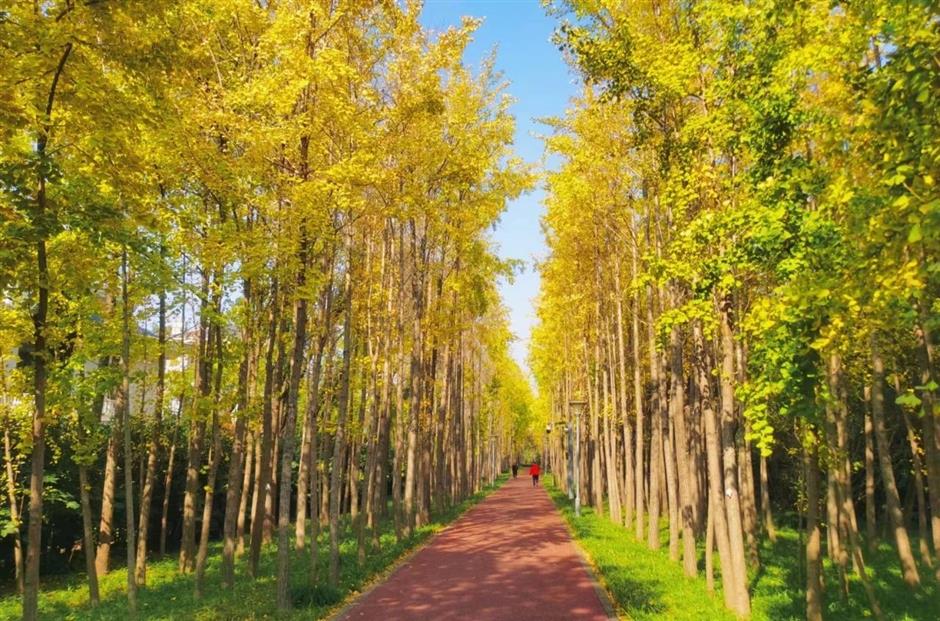 这里的银杏黄了,出游氛围感拉满