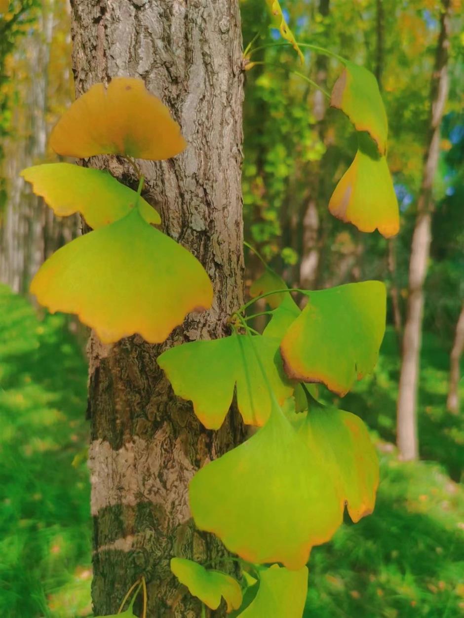 这里的银杏黄了,出游氛围感拉满