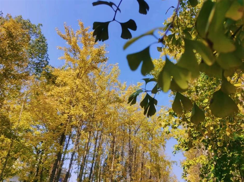 这里的银杏黄了,出游氛围感拉满