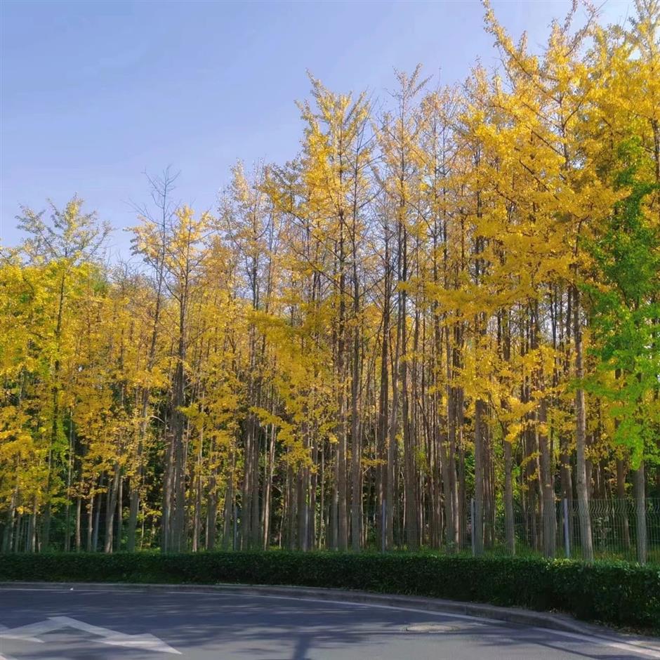 这里的银杏黄了,出游氛围感拉满