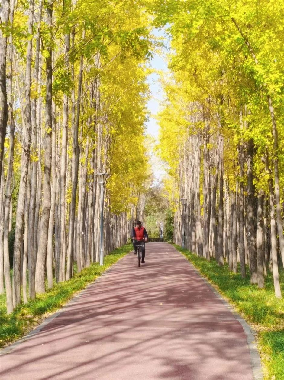 这里的银杏黄了,出游氛围感拉满