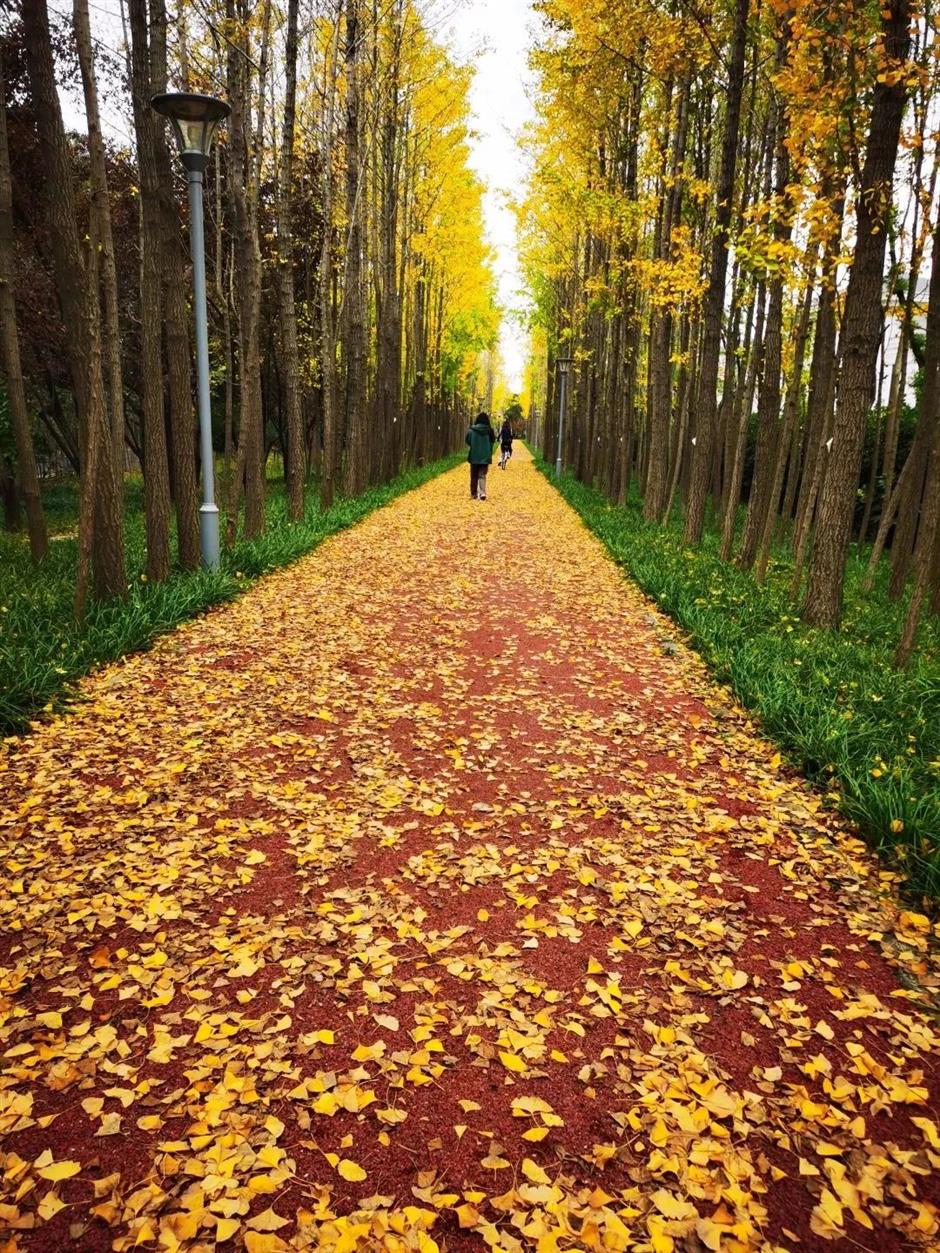 这里的银杏黄了,出游氛围感拉满