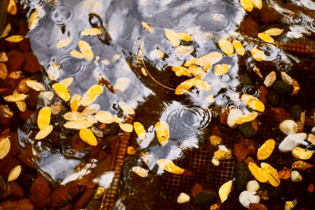 最美落叶季来了! 在上海街头赏秋色