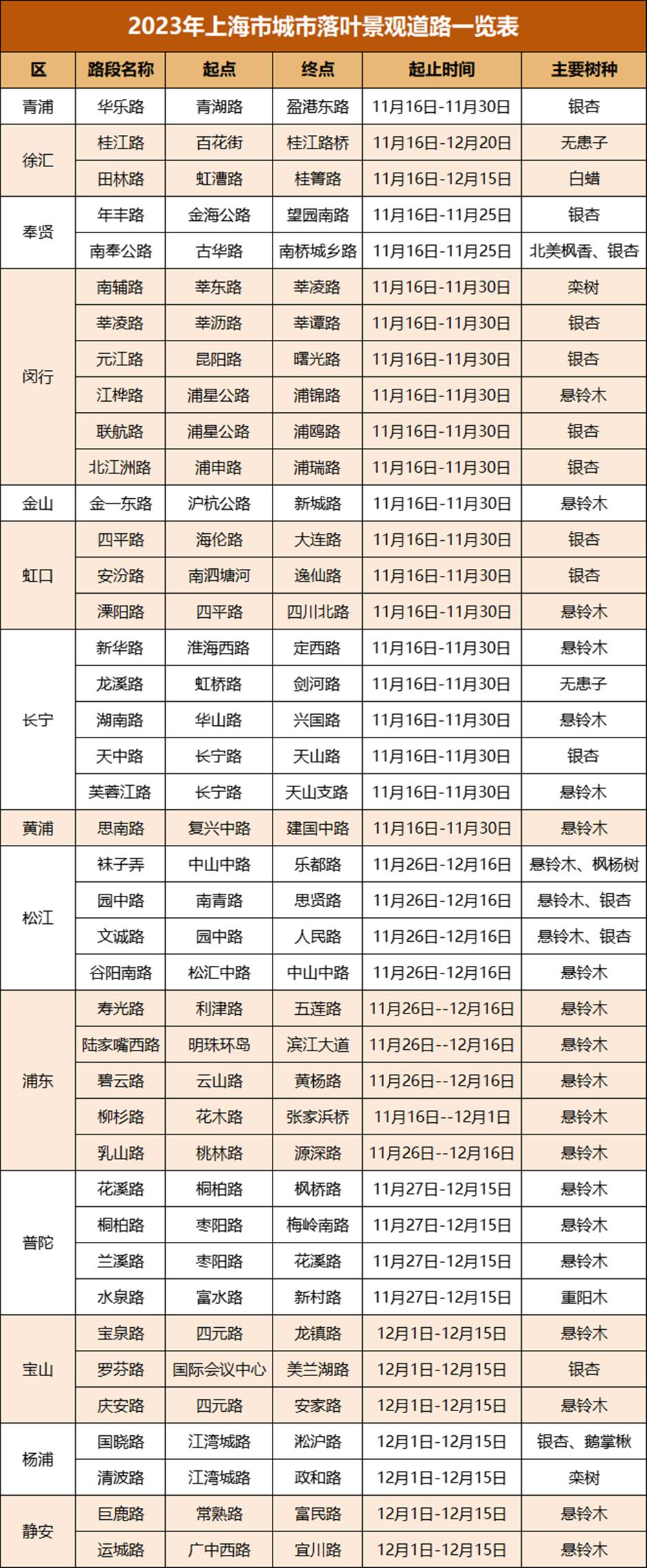 最美落叶季来了! 在上海街头赏秋色