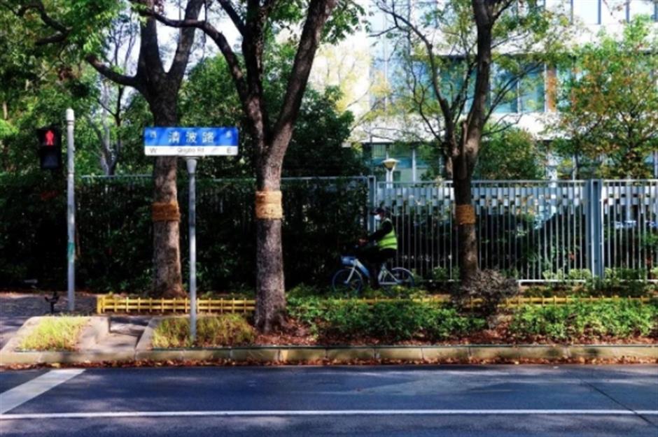 最美落叶季来了! 在上海街头赏秋色