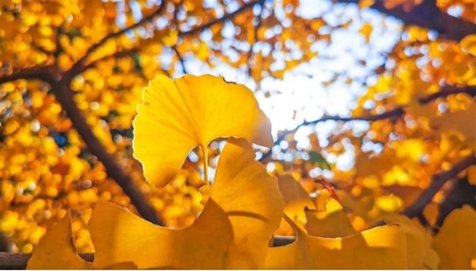 最美落叶季来了! 在上海街头赏秋色