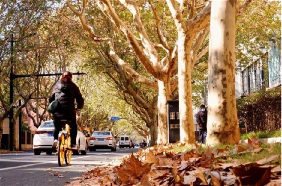 最美落叶季来了! 在上海街头赏秋色