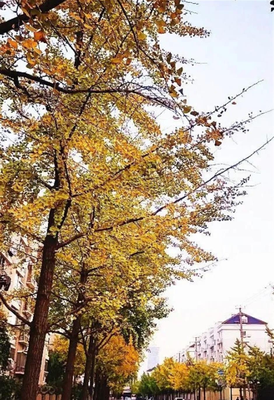 最美落叶季来了! 在上海街头赏秋色