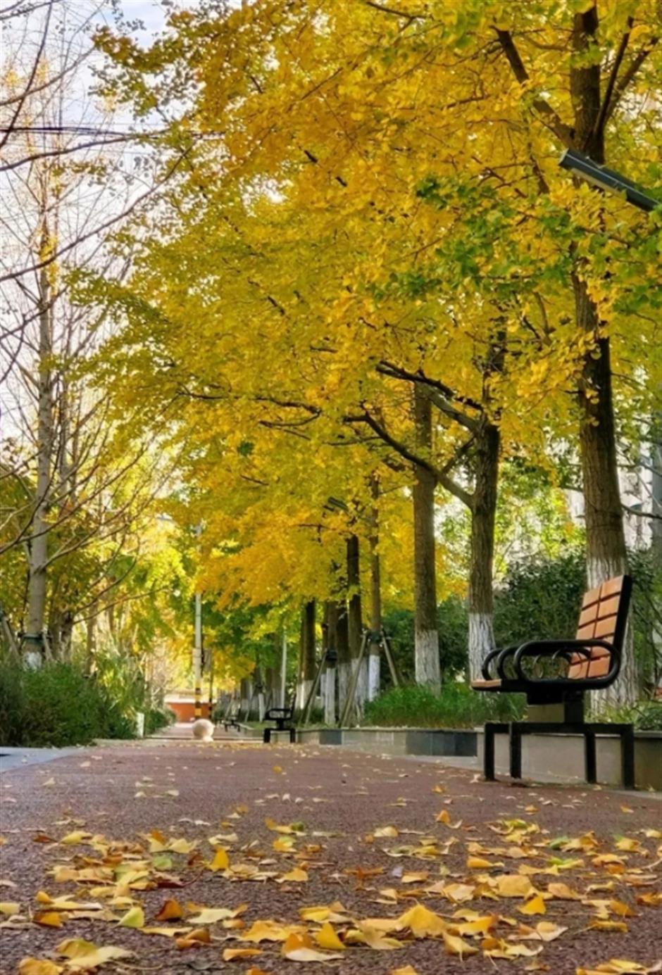 最美落叶季来了! 在上海街头赏秋色