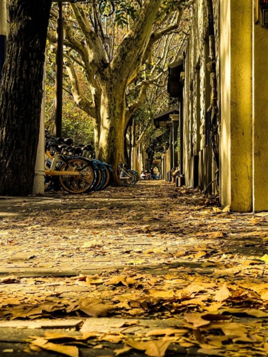 最美落叶季来了! 在上海街头赏秋色