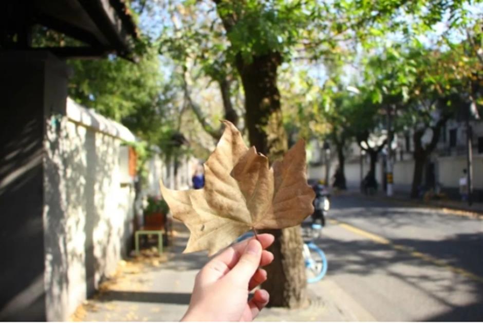 最美落叶季来了! 在上海街头赏秋色