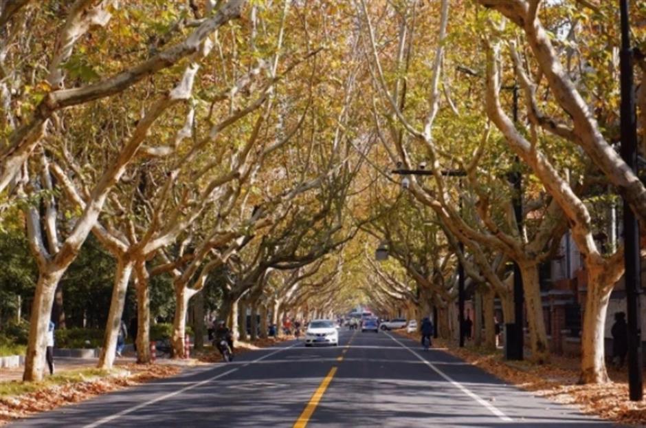 最美落叶季来了! 在上海街头赏秋色