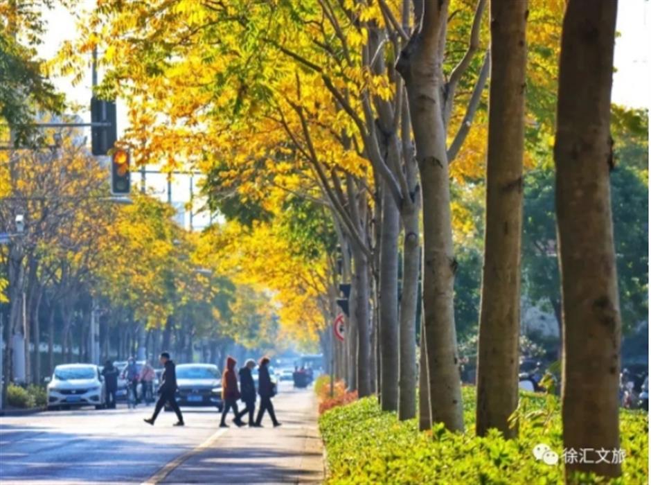 最美落叶季来了! 在上海街头赏秋色