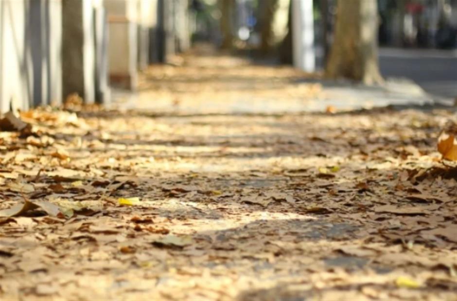 最美落叶季来了! 在上海街头赏秋色