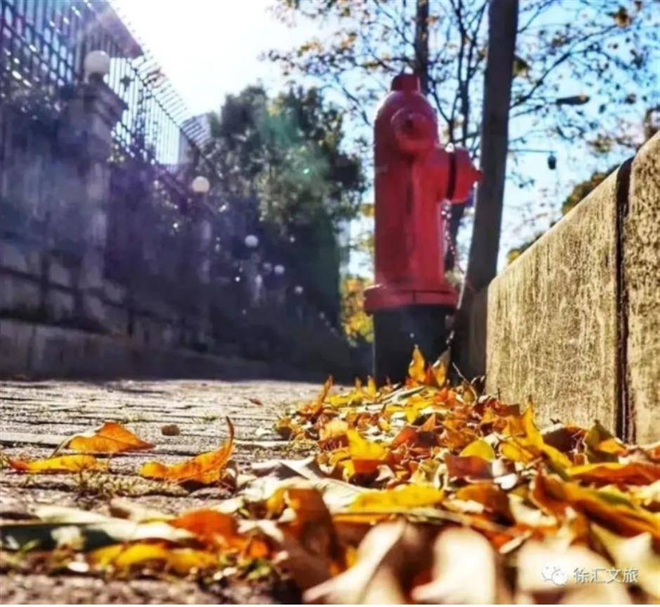 最美落叶季来了! 在上海街头赏秋色