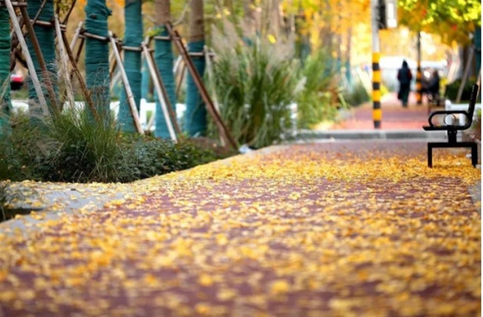 最美落叶季来了! 在上海街头赏秋色