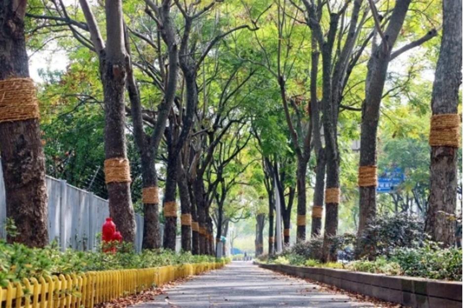 最美落叶季来了! 在上海街头赏秋色