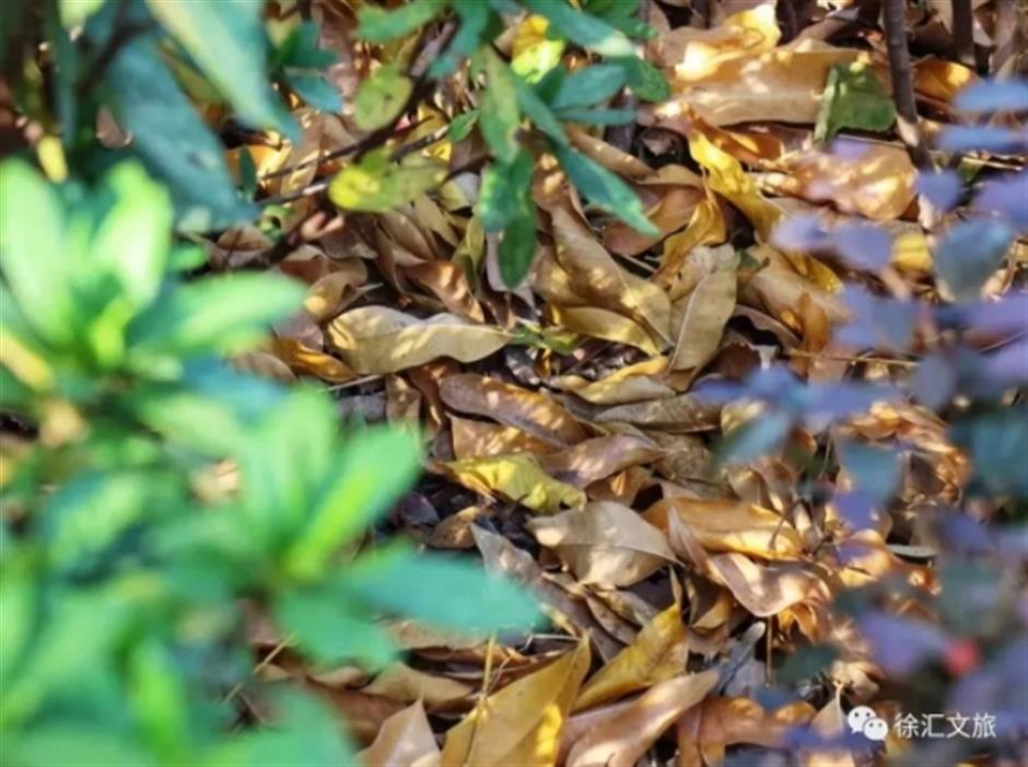 最美落叶季来了! 在上海街头赏秋色