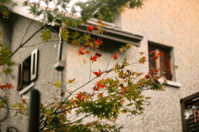 最美落叶季来了! 在上海街头赏秋色