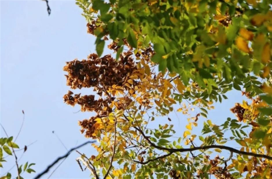 最美落叶季来了! 在上海街头赏秋色