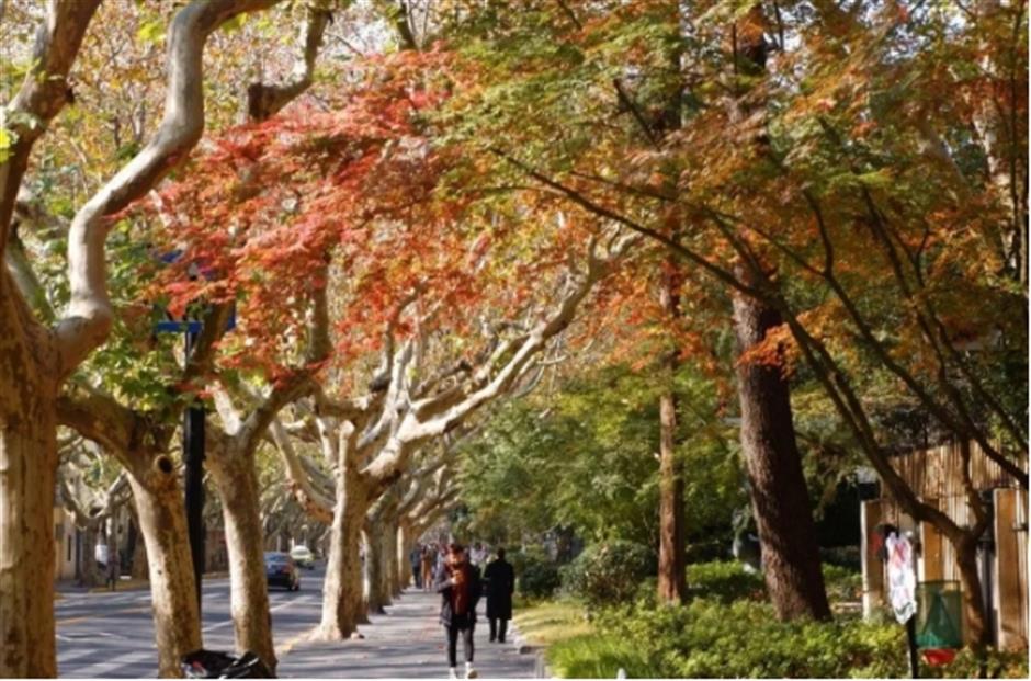 最美落叶季来了! 在上海街头赏秋色