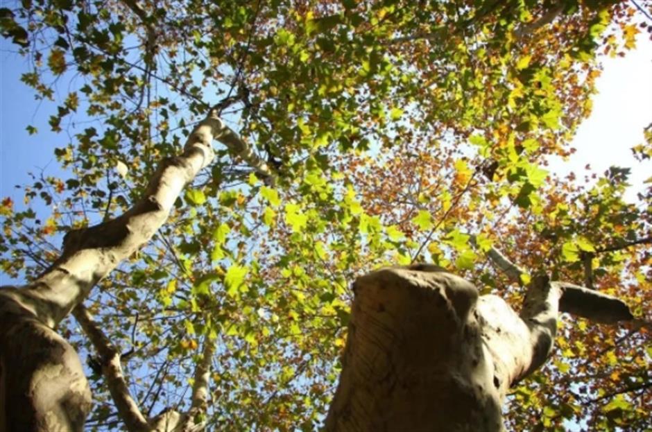 最美落叶季来了! 在上海街头赏秋色