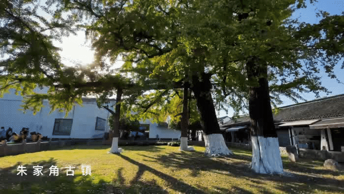 深秋大赏Last Call!这些古树美了千百年,只等你来