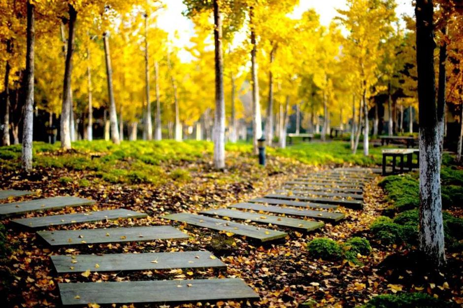 深秋大赏Last Call!这些古树美了千百年,只等你来