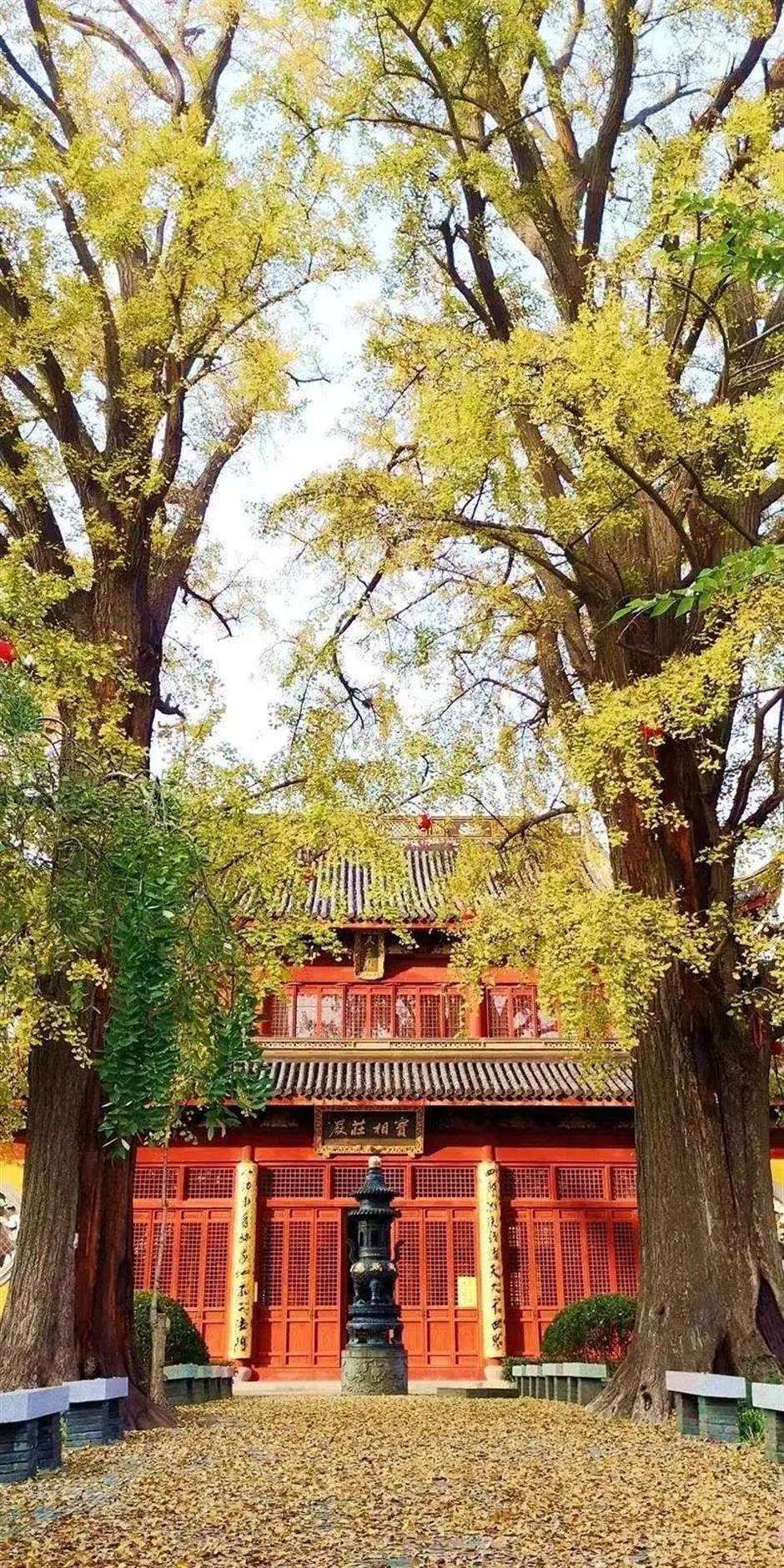 深秋大赏Last Call!这些古树美了千百年,只等你来