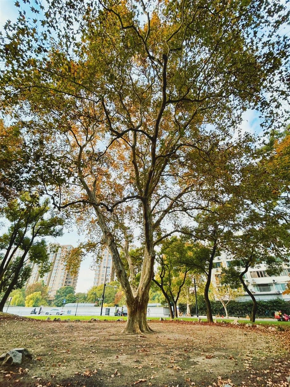 百年老公园游览线路图出炉,来次午后的citywalk吧