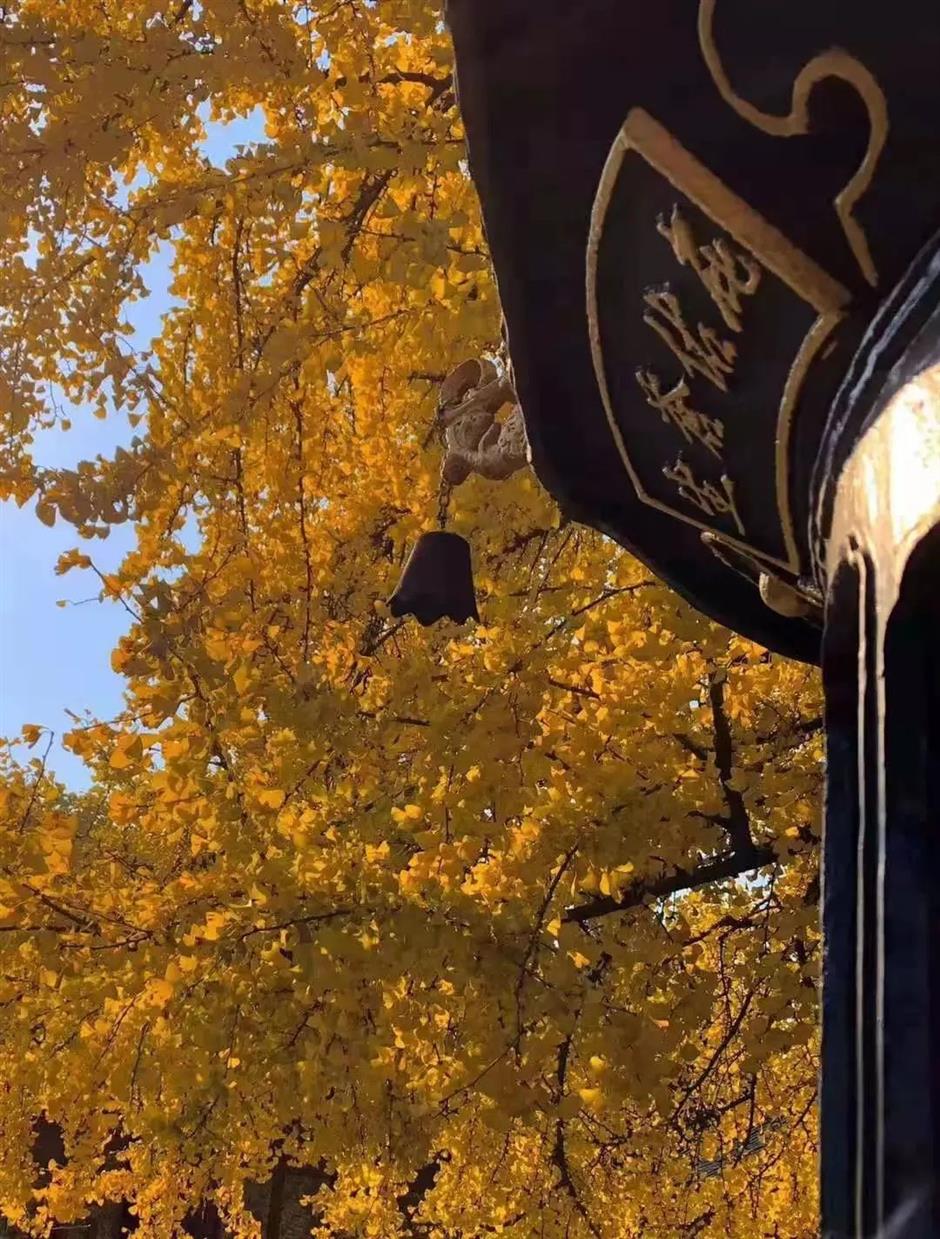 深秋大赏Last Call!这些古树美了千百年,只等你来