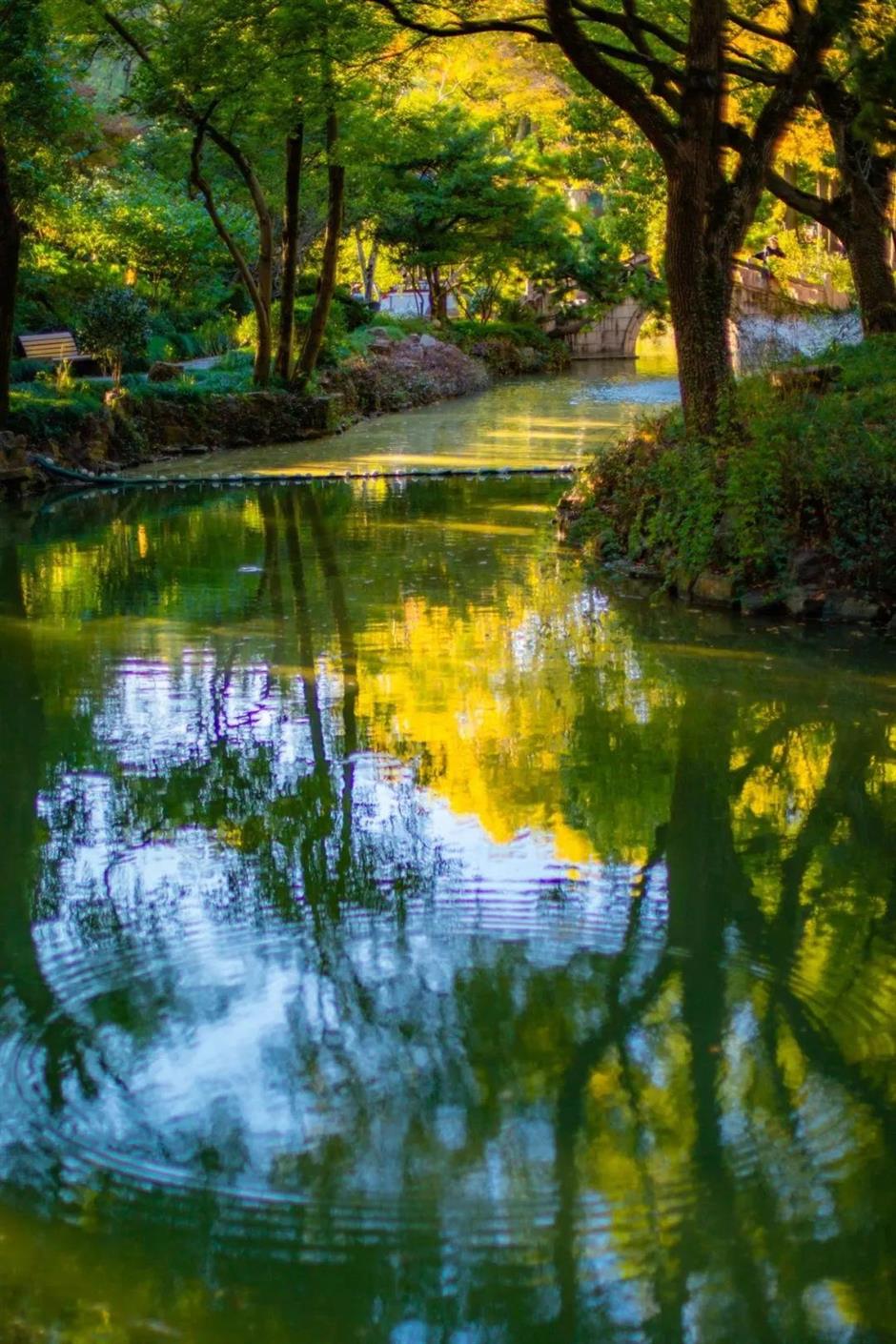 上海古典园林的秋色,藏着最撩人的江南诗意