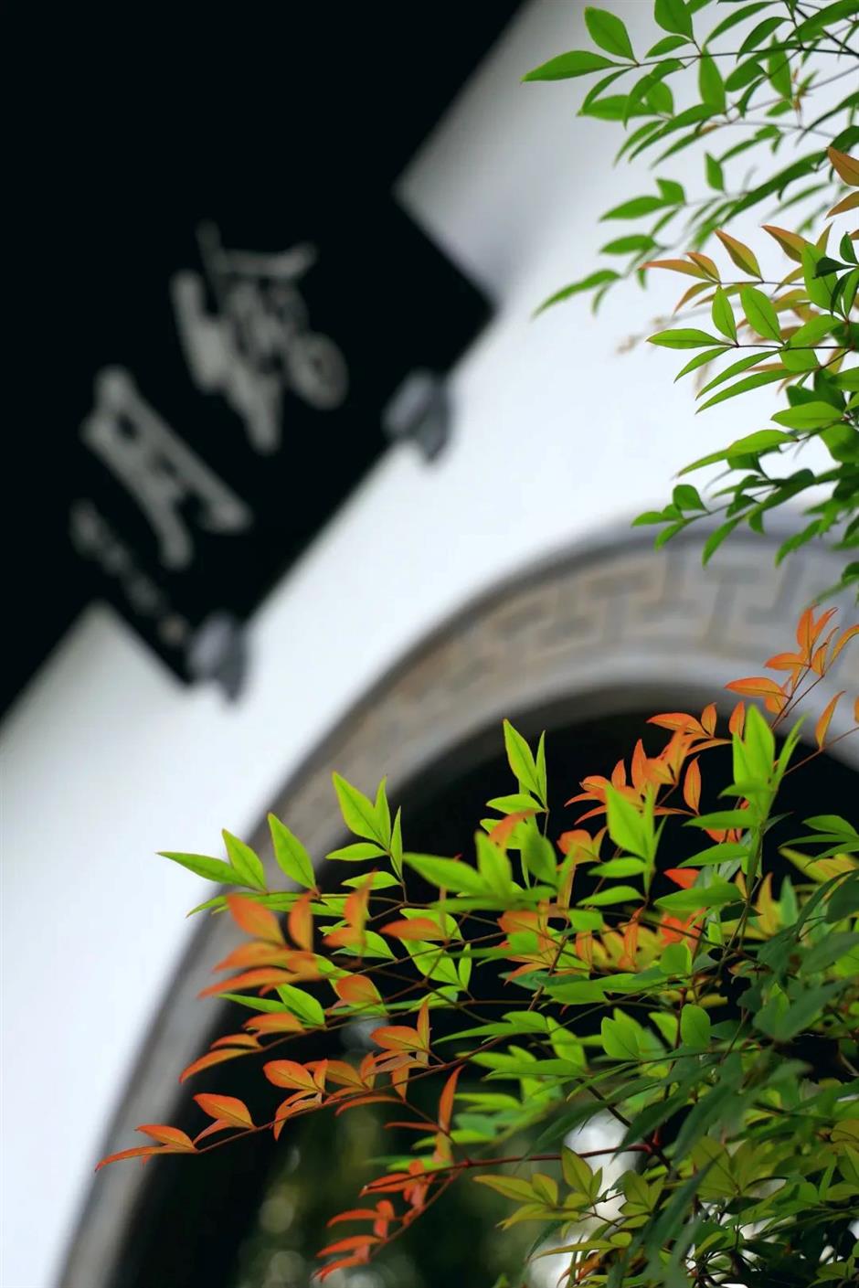 上海古典园林的秋色,藏着最撩人的江南诗意