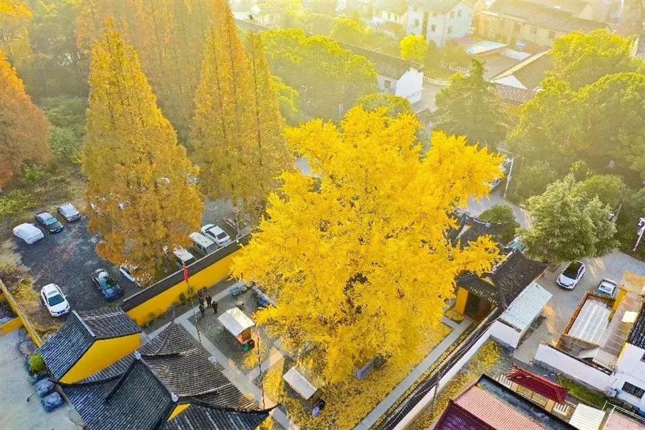 深秋大赏Last Call!这些古树美了千百年,只等你来