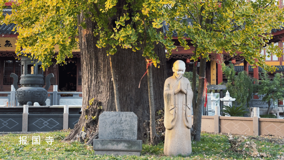 深秋大赏Last Call!这些古树美了千百年,只等你来