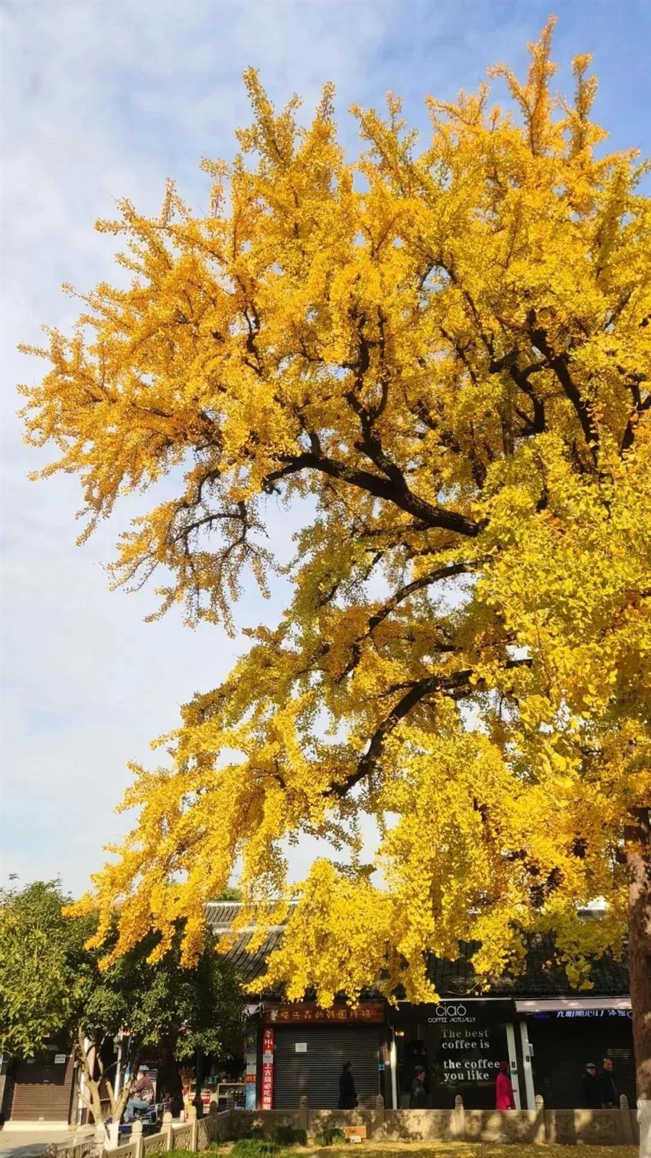 深秋大赏Last Call!这些古树美了千百年,只等你来