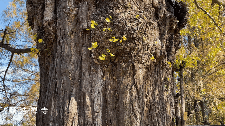 深秋大赏Last Call!这些古树美了千百年,只等你来