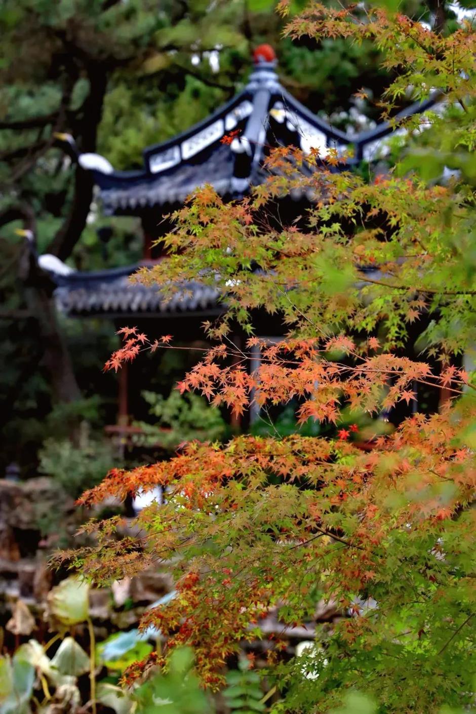 上海古典园林的秋色,藏着最撩人的江南诗意