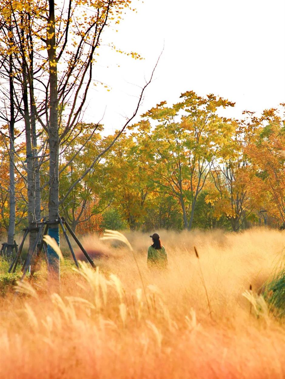 絕美秋色,藏在蘇州河邊免費小公園裡