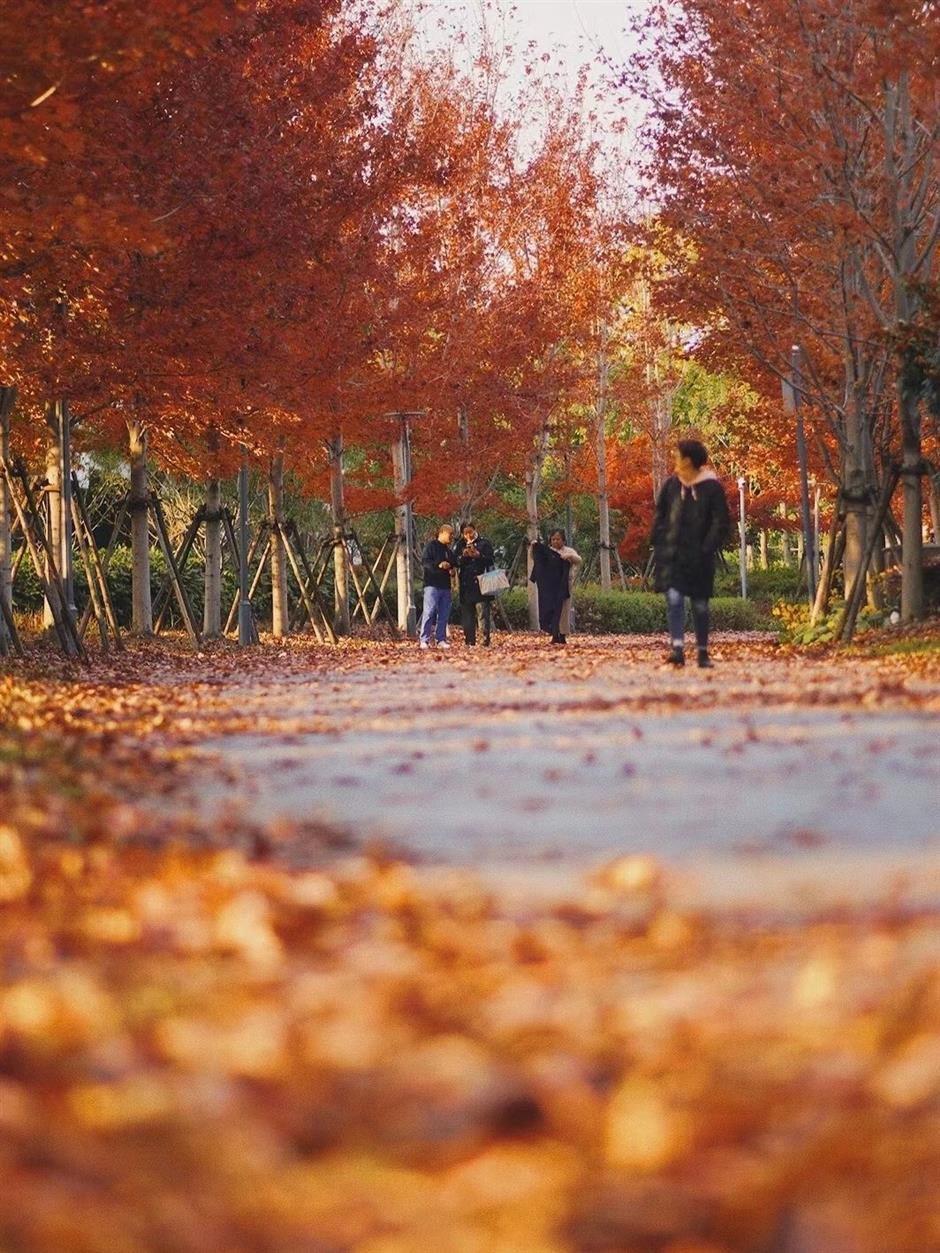 絕美秋色,藏在蘇州河邊免費小公園裡