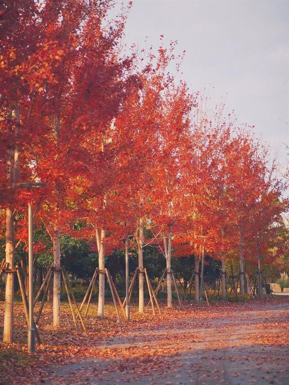 絕美秋色,藏在蘇州河邊免費小公園裡