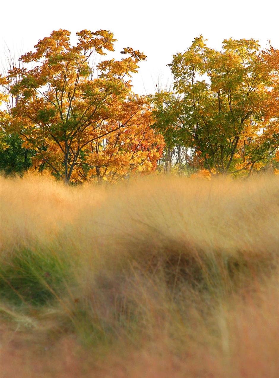 絕美秋色,藏在蘇州河邊免費小公園裡